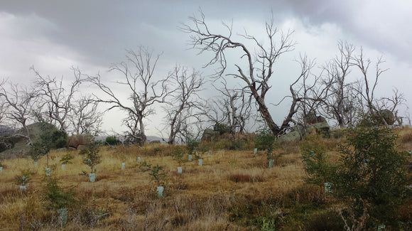 Facts about Phytophthora Dieback (‘Dieback’)